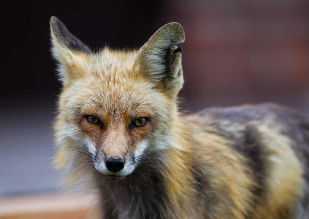 Fox in Colorado depth of field shot